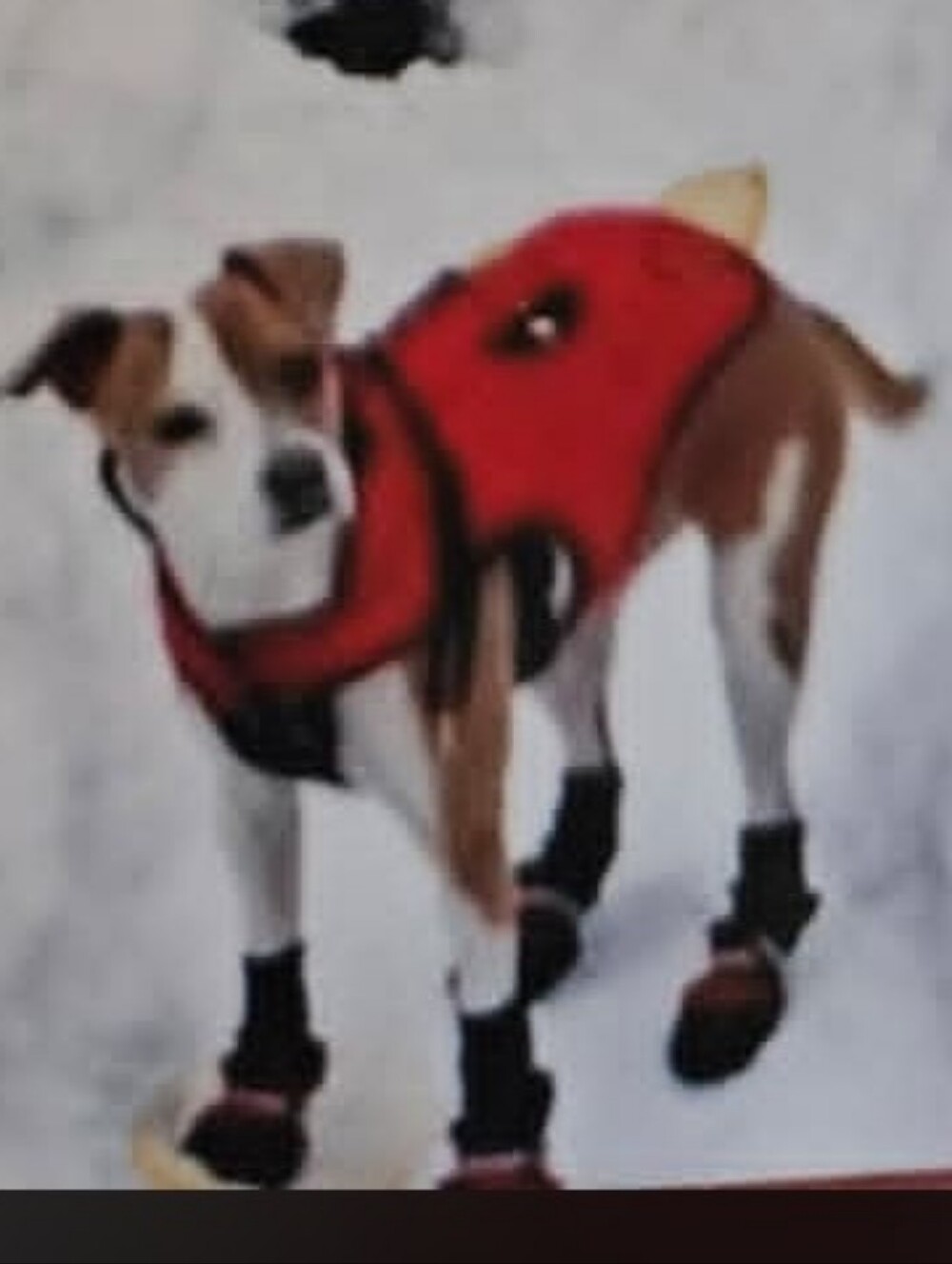 Dog winter Outdoor gear: Mukluk Doggy Boots And Quilted Coat Small